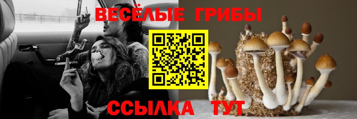 Псилоцибиновые грибы GOLDEN TEACHER  Вход с VPN  наркотики  Богданович 